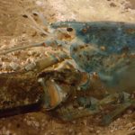 While most lobsters (before they're cooked) are a ruddy brownish color, one in every two million is blue. 